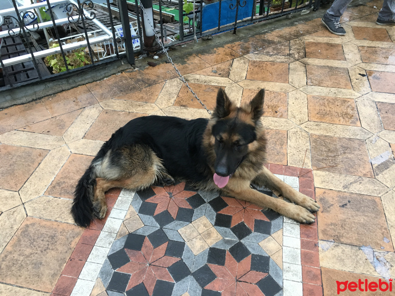 Alman Çoban Köpeği, Köpek  Rüzgar  fotoğrafı