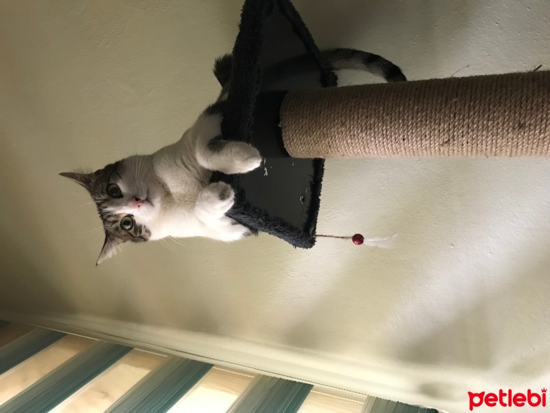 Tekir Kedi, Kedi  Gümüş fotoğrafı