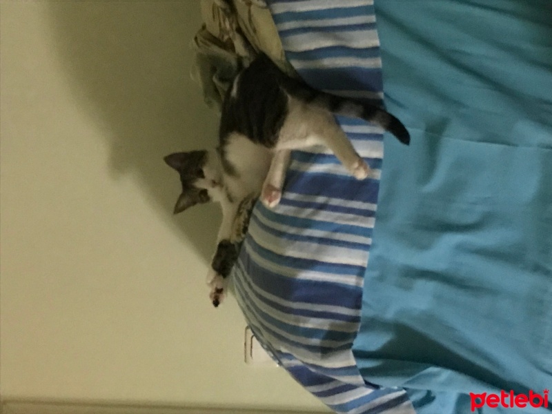 Tekir Kedi, Kedi  Gümüş fotoğrafı