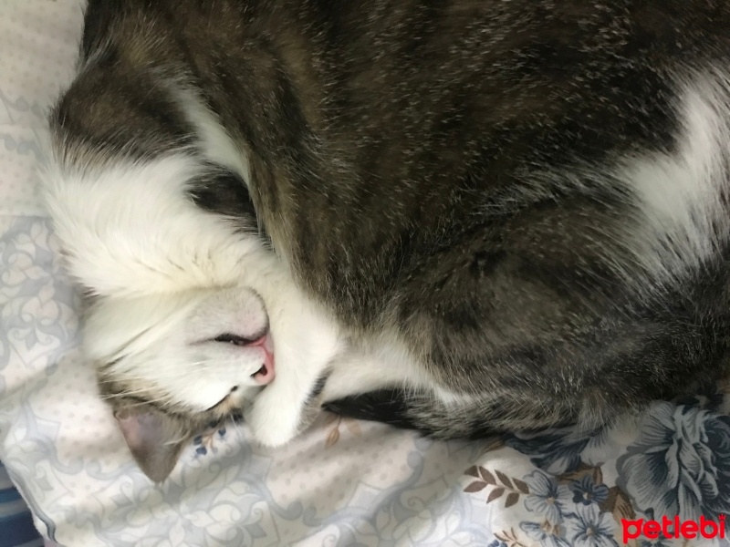 Tekir Kedi, Kedi  Gümüş fotoğrafı