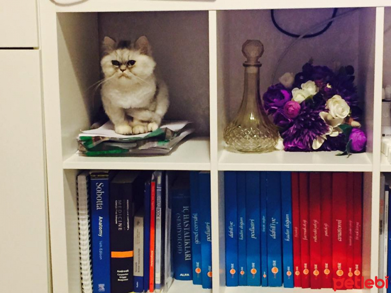 Chinchilla, Kedi  İpek fotoğrafı