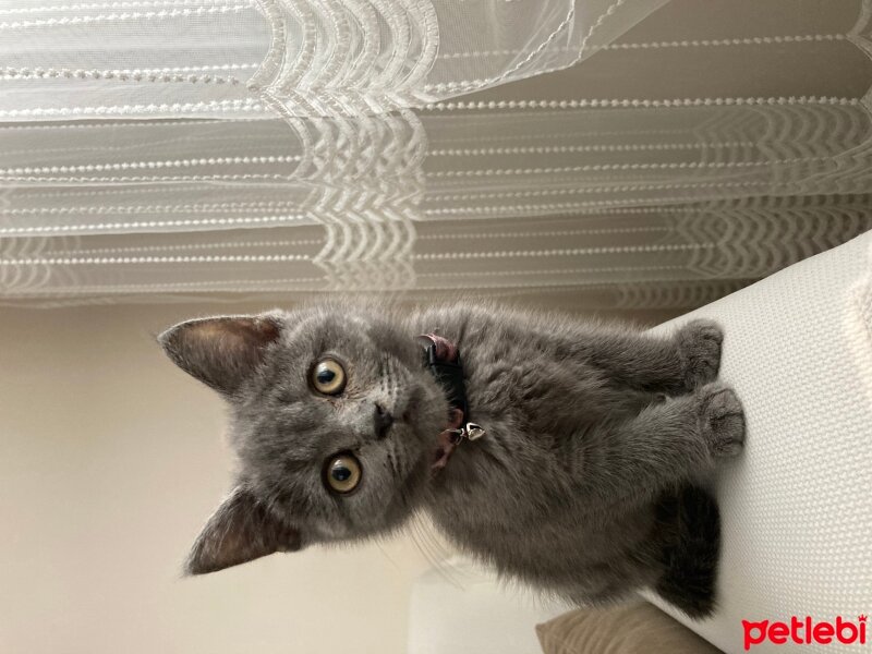 British Shorthair, Kedi  Duman fotoğrafı