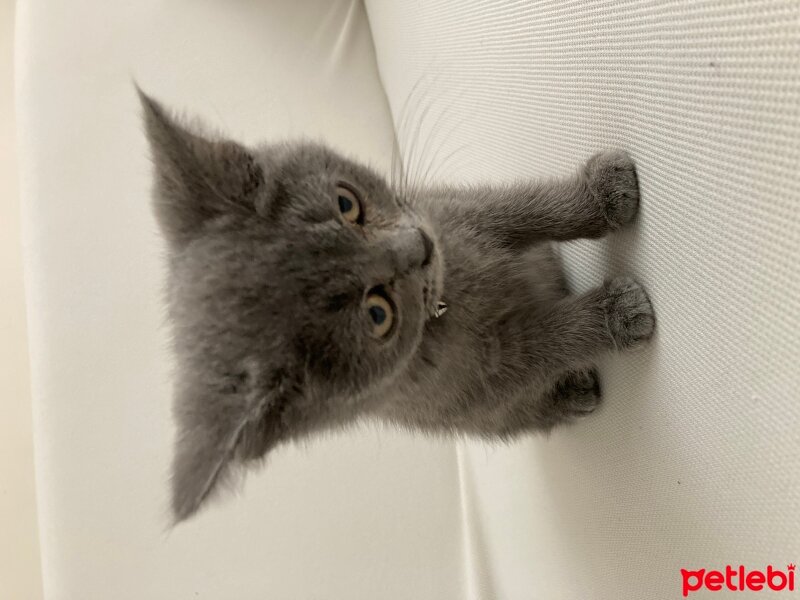 British Shorthair, Kedi  Duman fotoğrafı