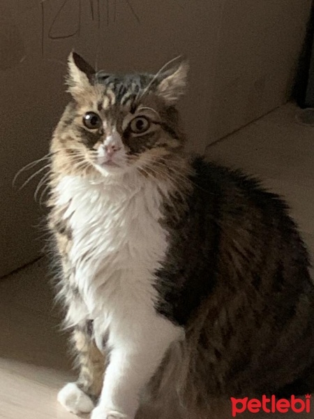 Tekir Kedi, Kedi  Ciro fotoğrafı