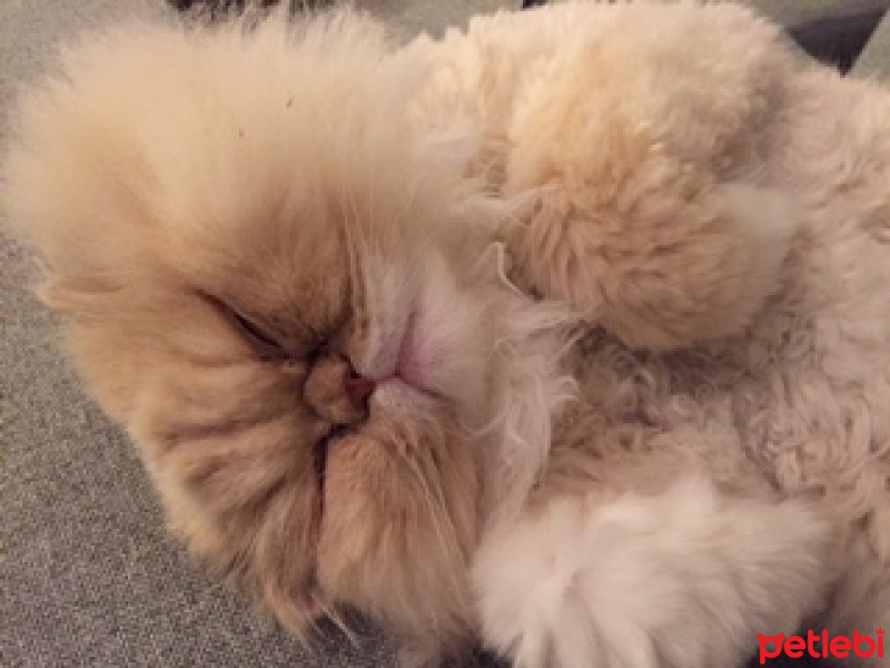 İran Kedisi (Persian), Kedi  Rüzgar fotoğrafı