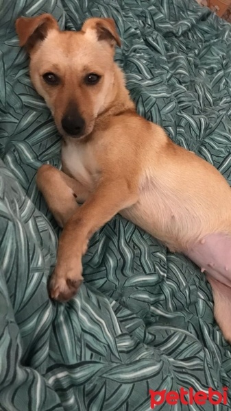 Jack Russell Terrier, Köpek  Luna fotoğrafı