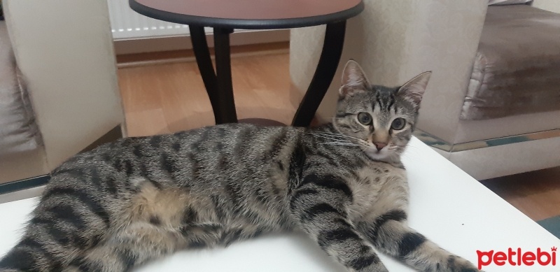 Tekir Kedi, Kedi  Boncuk fotoğrafı
