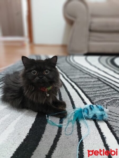 Chinchilla, Kedi  üzüm fotoğrafı