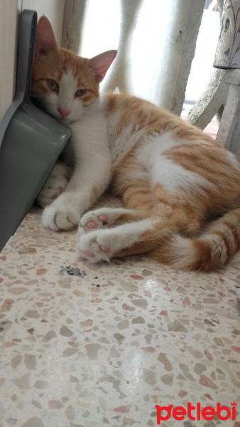 Tekir Kedi, Kedi  Toprak fotoğrafı
