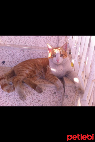 Tekir Kedi, Kedi  Toprak fotoğrafı
