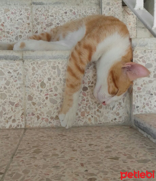 Tekir Kedi, Kedi  Toprak fotoğrafı