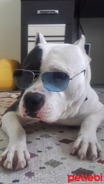 Amerikan Staffordshire Terrier, Köpek  Vegas fotoğrafı