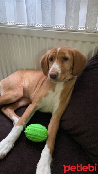 Pointer, Köpek  Gazoz fotoğrafı