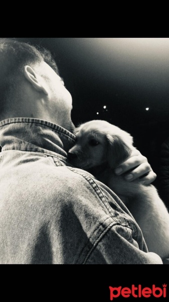 Rottweiler, Köpek  DOST fotoğrafı