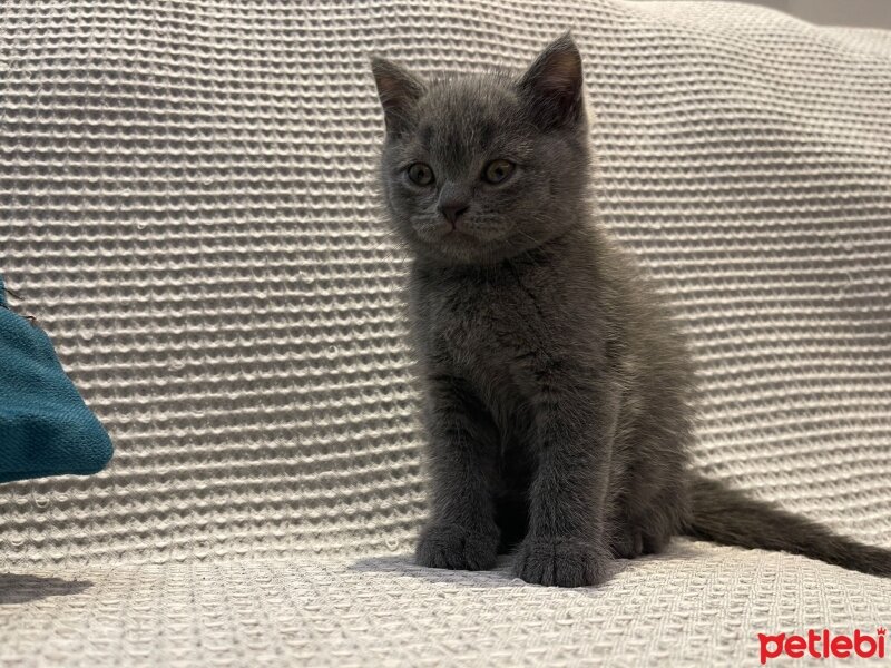 British Shorthair, Kedi  British Shorthair Dişi Bebeğimiz fotoğrafı