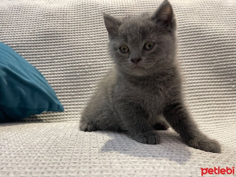 British Shorthair, Kedi  British Shorthair Dişi Bebeğimiz fotoğrafı