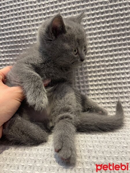 British Shorthair, Kedi  British Shorthair Dişi Bebeğimiz fotoğrafı