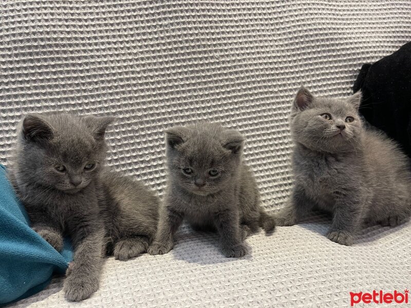 British Shorthair, Kedi  British Shorthair Dişi Bebeğimiz fotoğrafı