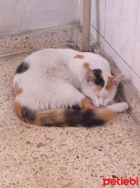 Tekir Kedi, Kedi  Pamuk fotoğrafı