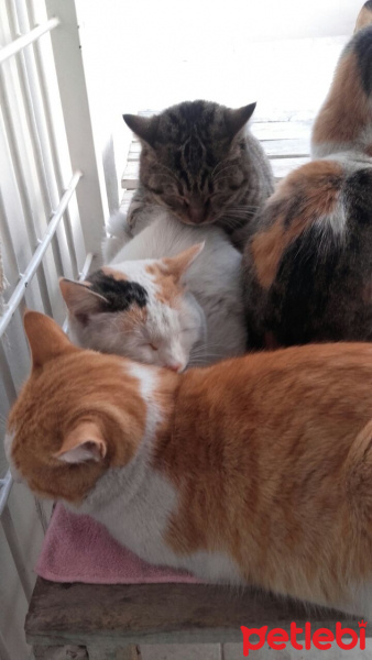 Tekir Kedi, Kedi  Pamuk fotoğrafı