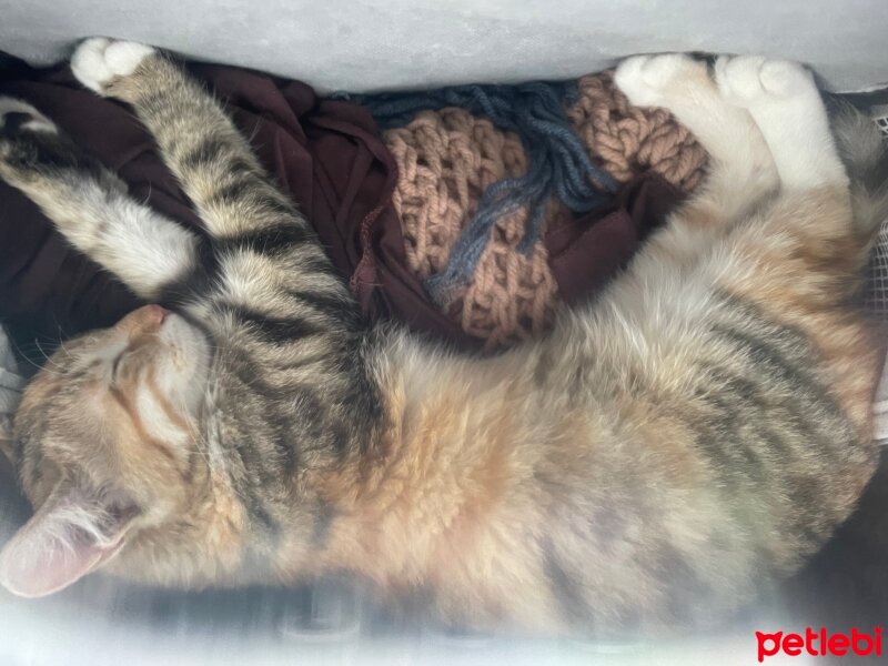 Tekir Kedi, Kedi  Tekila fotoğrafı