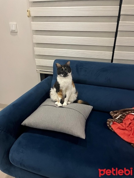 Tekir Kedi, Kedi  Afife fotoğrafı