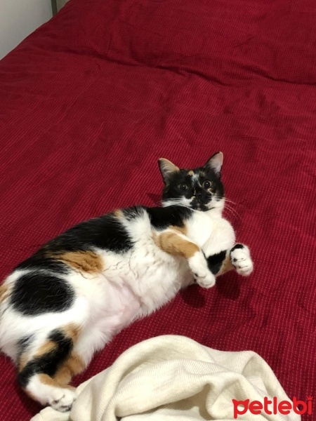 Tekir Kedi, Kedi  Afife fotoğrafı