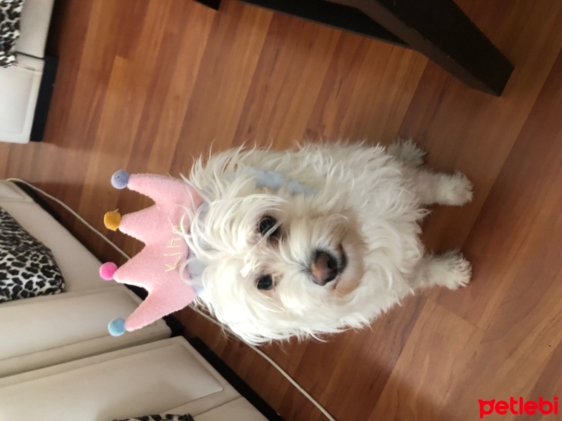 Maltese, Köpek  çaça fotoğrafı