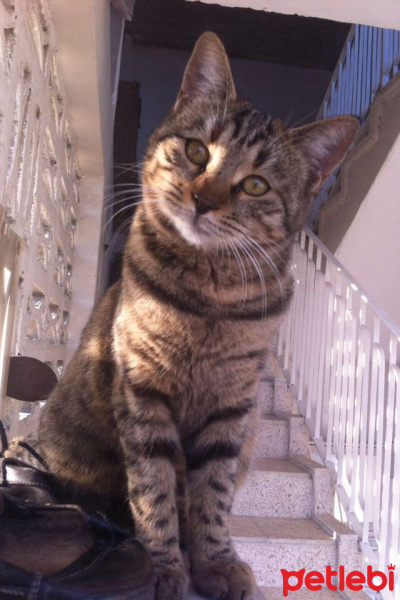 Tekir Kedi, Kedi  Cemre fotoğrafı