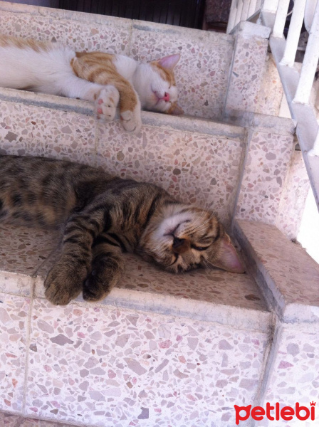 Tekir Kedi, Kedi  Cemre fotoğrafı