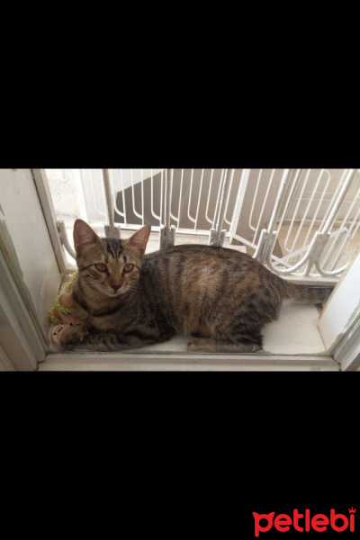 Tekir Kedi, Kedi  Cemre fotoğrafı