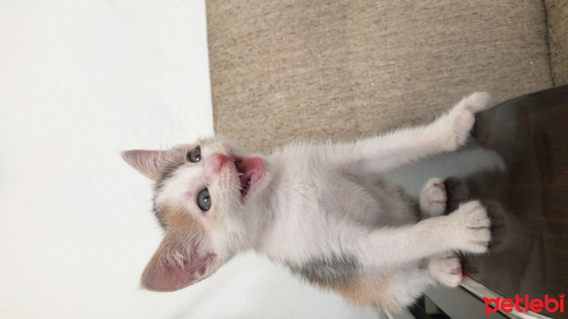 Tekir Kedi, Kedi  Cemre fotoğrafı