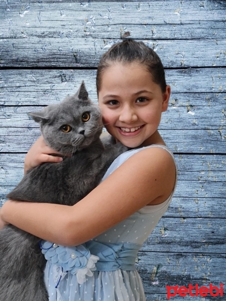 British Shorthair, Kedi  Çiko fotoğrafı