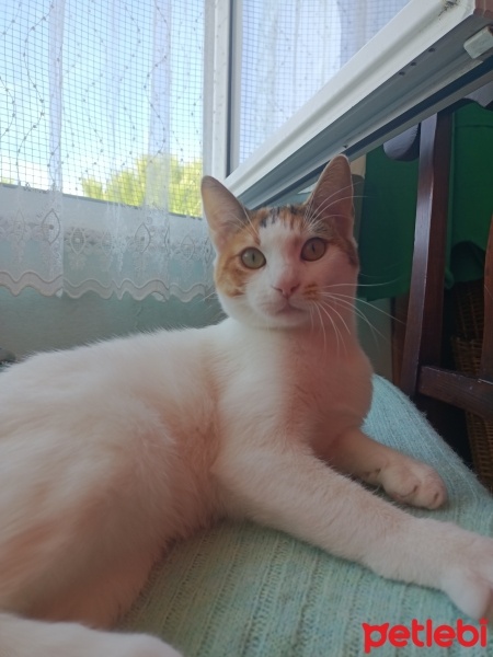 Tekir Kedi, Kedi  ŞEKER fotoğrafı