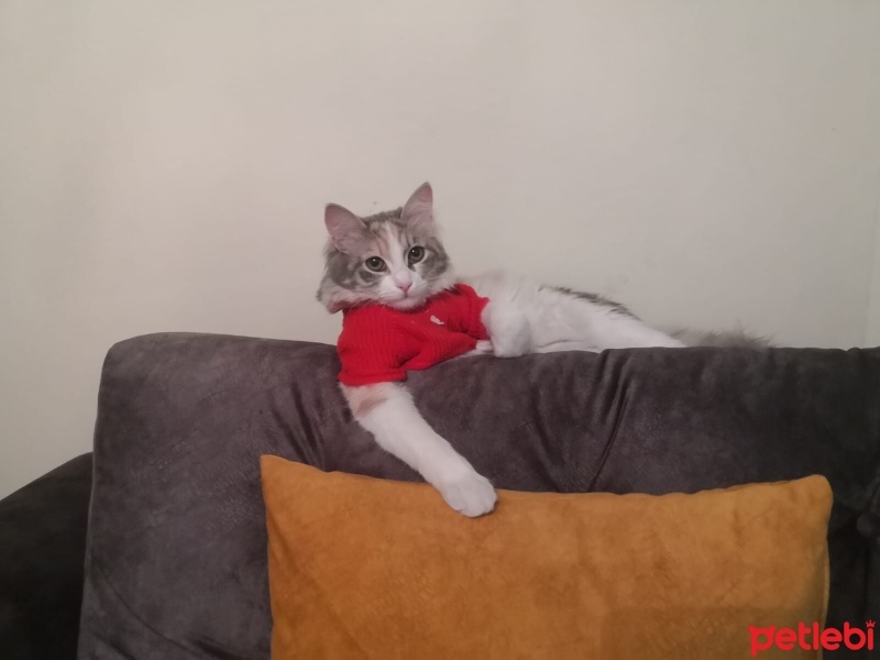 Tekir Kedi, Kedi  Patiş fotoğrafı