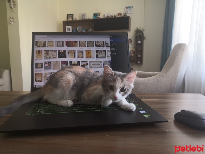 Tekir Kedi, Kedi  Patiş fotoğrafı