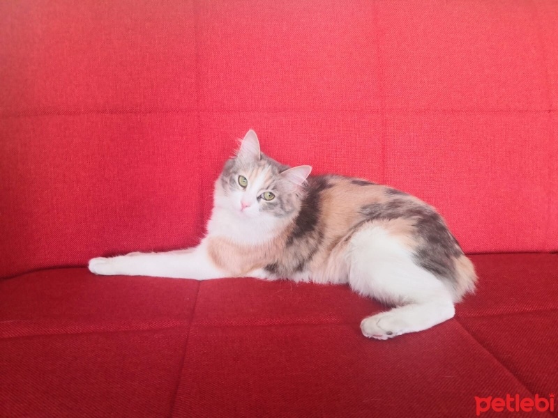 Tekir Kedi, Kedi  Patiş fotoğrafı