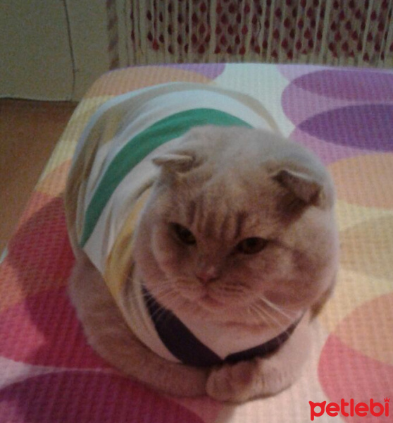 Scottish Fold, Kedi  BARFİ fotoğrafı