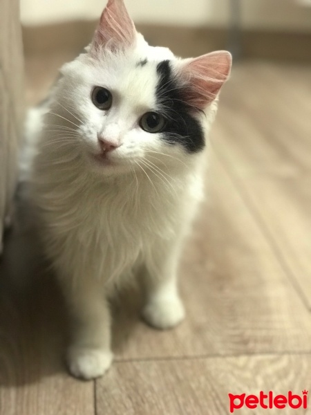 Tekir Kedi, Kedi  Mia fotoğrafı