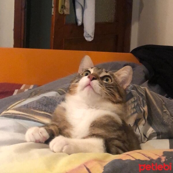 Tekir Kedi, Kedi  boncuk fotoğrafı