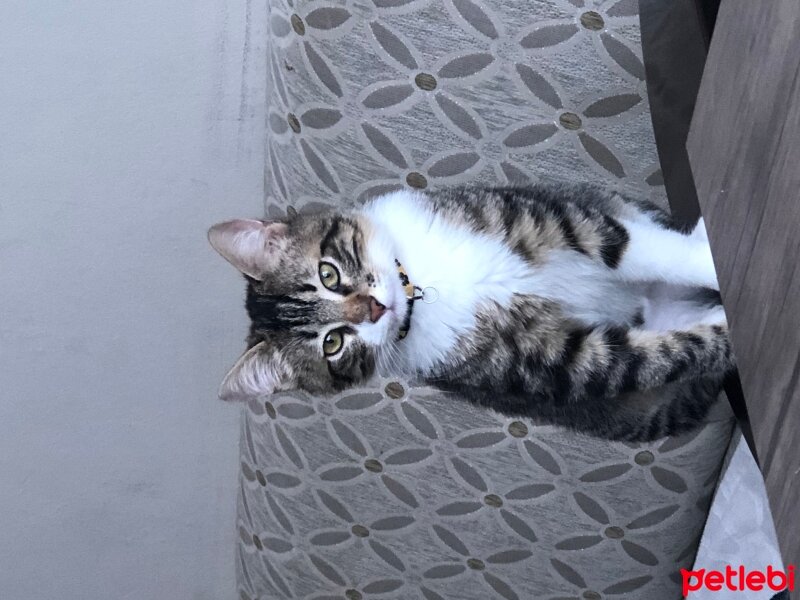 Tekir Kedi, Kedi  boncuk fotoğrafı