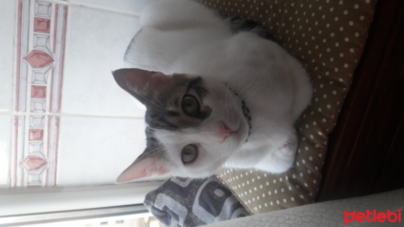 Tekir Kedi, Kedi  Paşa fotoğrafı