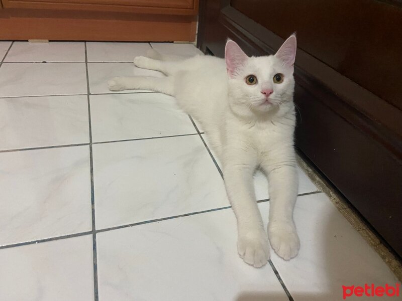 Van Kedisi, Kedi  Casper fotoğrafı