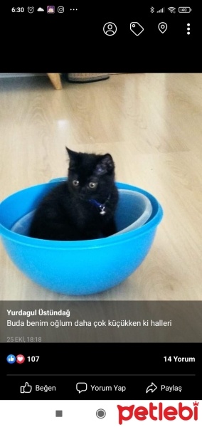 Scottish Fold, Kedi  Kömür fotoğrafı