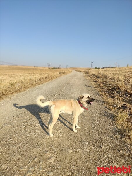 Kangal, Köpek  Cesur fotoğrafı