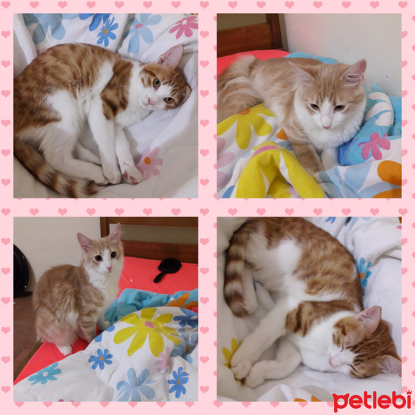 Tekir Kedi, Kedi  Şımarık ve Şanslı fotoğrafı