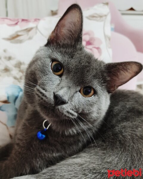 British Shorthair, Kedi  Gofret fotoğrafı