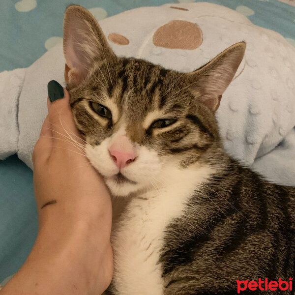 Tekir Kedi, Kedi  Paşabahçe fotoğrafı