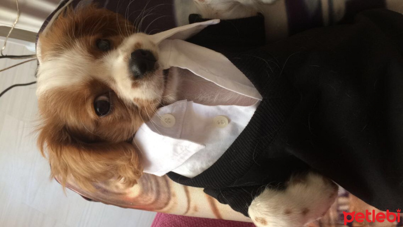 Cavalier King Charles Spanieli, Köpek  Leo fotoğrafı