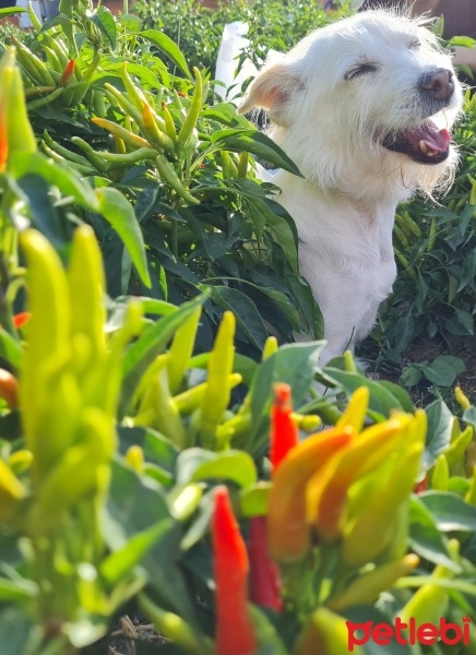 Jack Russell Terrier, Köpek  Daisy fotoğrafı